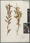 Foto von Salix triandra subsp. triandra L.